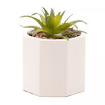 Cachepot-de-Cimento-com-Suculenta-Geometrico-Branco-75cm-x-95cm-Wolff