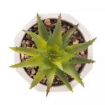 Cachepot-de-Cimento-com-Suculenta-Geometrico-Branco-75cm-x-95cm-Wolff