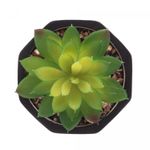 Cachepot-de-Cimento-com-Suculenta-Geometrico-Preto-10cm-x-15cm-Wolff