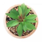 Cachepot-de-Ceramica-com-Suculenta-Rattan-7,5cm-x-7,5cm-X-9,5cm-Wolff