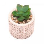 Cachepot-de-Ceramica-com-Suculenta-Palha-7,5cm-x-7,5cm-X-9,5cm-Wolff