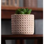 Cachepot-de-Ceramica-com-Suculenta-Palha-7,5cm-x-7,5cm-X-9,5cm-Wolff