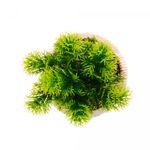 Cachepot-de-Ceramica-com-Suculenta-Palha-10cm-x-10cm-X-19cm-Wolff